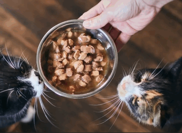 Grain-Free Natvoer voor Katten