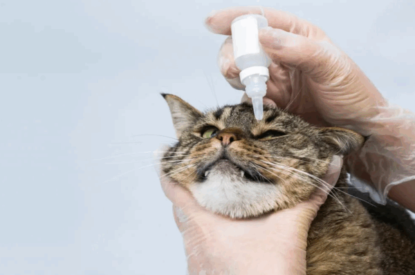 Milde Oogreiniger voor Katten