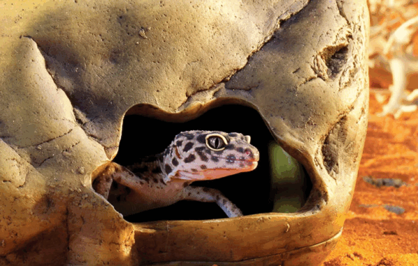 Vitaminespray voor Reptielen